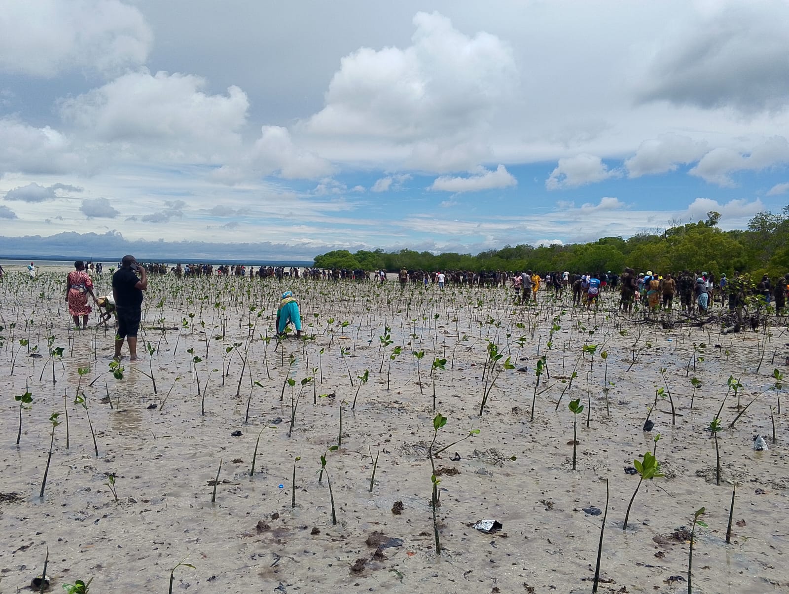 Mangrove Conservation
